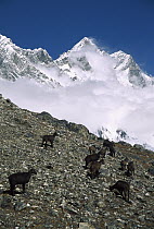 Himalayan Tahr (Hemitragus jemlahicus) herd on slope under Mt Lhotse at 5,500 meters, Kongma La, Khumbu, Nepal