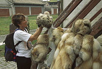 Snow Leopard (Uncia uncia) and fox fur hat inspected by tourist, Ulan Baatar, Mongolia