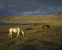 Domestic Horse (Equus caballus) herd owned by Kazak nomads, grazing, western Mongolia