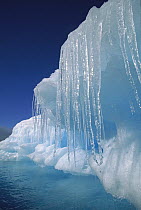 Icicles hanging from iceberg, Petermann Island, Antarctic Peninsula, Antarctica