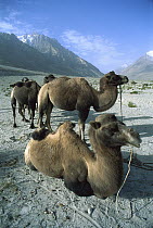 Bactrian Camel (Camelus bactrianus) group resting, Karakoram, Xinjiang, China