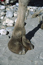 Bactrian Camel (Camelus bactrianus) detail of foot, Karakoram Mountains, China