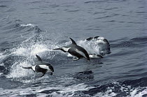 Hourglass Dolphin (Lagenorhynchus cruciger) pod leaping out of the south Indian Ocean near Antarctica