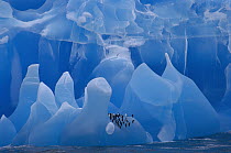 Chinstrap Penguin (Pygoscelis antarctica) group riding iceberg, Weddell Sea, Antarctica