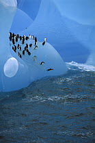 Chinstrap Penguin (Pygoscelis antarctica) group on iceberg with some leaping into the Weddell Sea, Antarctica