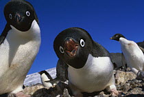 Adelie Penguin (Pygoscelis adeliae) gives a warning call when under threat, Cape Bird, Ross Island, Antarctica