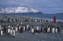 King Penguin (Aptenodytes patagonicus) group and tourist, Bay of Isles, South Georgia Island