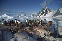 Adelie Penguin (Pygoscelis adeliae) group observed by tourist, Petermann Island, Antarctic Peninsula, Antarctica