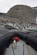 Adelie Penguin (Pygoscelis adeliae) investigating a zodiac, Murray Monolith, East Antarctica