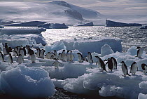 Adelie Penguin (Pygoscelis adeliae) group on pack ice, Paulet Island, Weddell Sea, Antarctica