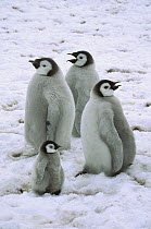 Emperor Penguin (Aptenodytes forsteri) large, fat chicks with runt, Riiser-Larson Colony, Weddell Sea, Antarctica