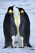 Emperor Penguin (Aptenodytes forsteri) two adults standing face to face, Riiser-Larson Rookery, Weddell Sea, Antarctica