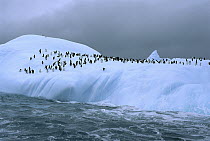 Chinstrap Penguin (Pygoscelis antarctica) group on iceberg, Scotia Sea, Antarctica