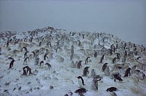 Adelie Penguin (Pygoscelis adeliae) group in blizzard, Cape Royds, Ross Island, Antarctica