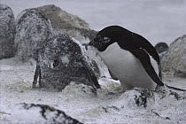 Adelie Penguin (Pygoscelis adeliae) adult with ice-covered chick in blizzard, Cape Royds, Ross Island, Antarctica