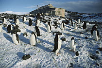 Adelie Penguin (Pygoscelis adeliae) rookery outside Shackleton's 1908 hut at Cape Royds, Ross Island, Antarctica