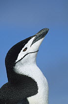 Chinstrap Penguin (Pygoscelis antarctica) adult calling, Hydrurga Rocks, Antarctic Peninsula, Antarctica