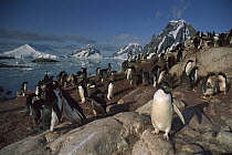Adelie Penguin (Pygoscelis adeliae) group on Petermann Island, Antarctica Peninsula, Antarctica