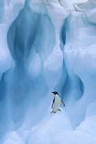 Adelie Penguin (Pygoscelis adeliae) on iceberg, South Shetland Islands, Antarctica Peninsula, Antarctica