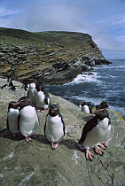 Rockhopper Penguin (Eudyptes chrysocome) group on West Point Island, Falkland Islands