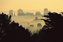 Winter smog over the city of Christchurch caused by an inversion layer and pollution from cars and fires, seen through trees from Port Hills, South Island, New Zealand