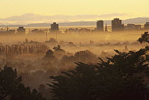 Winter smog over the city of Christchurch caused by an inversion layer and pollution from cars and fires, seen through trees from Port Hills, South Island, New Zealand