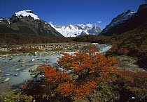 Lenga Beech (Nothofagus pumilio) in fall colors and Cerro Torre, at 10,280 feet elevation, Los Glaciares National Park, Patagonia, Argentina