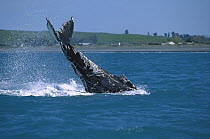 Humpback Whale (Megaptera novaeangliae) tail slapping, Kaikoura, New Zealand
