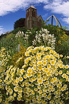 Summer flowers blooming on hillside below Christchurch Cathedral and Whale Rib Memorial on Main Street in Stanley, East Falkland Island, Falkland Islands