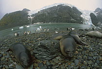 Southern Elephant Seal (Mirounga leonina) group molting and resting on Royal Bay Beach with King Penguins (Aptenodytes patagonicus) in the background, Royal Bay, South Georgia Island