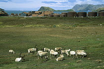 Caribou (Rangifer tarandus) herd grazing near derelict Stromness whaling station, introduced by Norwegians, South Georgia Island