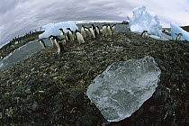 Adelie Penguin (Pygoscelis adeliae) group walking amid bergy bits on Brown Bluff beach near Hope Bay, Antarctic Sound, Antarctica
