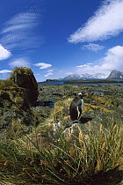Gentoo Penguin (Pygoscelis papua) lone adult sits on a rock among Tussock Grass, Prion Island, South Georgia Island