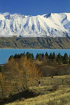 Hiker admiring Lake Pukaki and Ben Chau Range, scene on route to Mt Cook Station, autumn, New Zealand