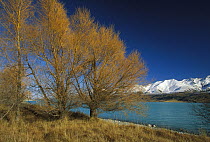 Lake Pukaki and Ben Chau Range with Larch trees changing to autumn colors near Mt Cook Station, New Zealand
