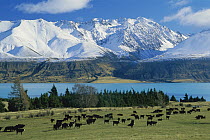 Domestic Cattle (Bos taurus), Aberdeen Angus breed, grazing near Lake Pukaki and the Ben Ohau Range, Tasman Downs Station, New Zealand