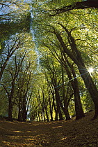 Avenue of trees, historic Wanaka Homestead, autumn, central Otago, New Zealand