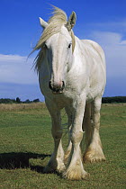 Domestic Horse (Equus caballus) portrait in paddock near Temuka, New Zealand