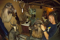 Taxidermist who works on thar, chamois, and deer in South Canterbury, New Zealand