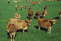 Jersey Cattle (Bos taurus) herd, South Canterbury Farm, Temuka, New Zealand