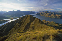 Tussock Grass on the slopes of Mt Roy above Lake Wanaka, autumn, Central Otago, New Zealand