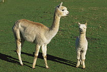 Alpaca (Lama pacos) adult and young, Canterbury, New Zealand