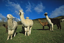 Alpaca (Lama pacos) group sunning, Canterbury, New Zealand