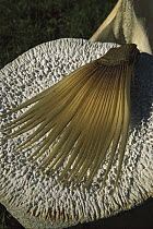 Baleen plates from whale mouth, dates from 1840's whaling era, Kaikoura, New Zealand