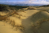 European Beachgrass (Ammophila arenaria) and Pingao Grass (Desmoschoenus spiralis), Mason Bay Sand Dunes, Rakiura National Park, Stewart Island, New Zealand