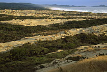 Mason Bay sand dunes, Rakiura National Park, Stewart Island, New Zealand