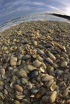 Pipi shells at low tide, Mason Bay, Rakiura National Park, Stewart Island, New Zealand