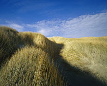 Dune grasses blowing in the wind, Mason Bay sand dunes, Rakiura National Park, Stewart Island, New Zealand