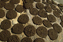 Yak (Bos grunniens mutus) dung drying on rock, used for cooking fuel, Karsha, Kingdom of Zanskar, northwest India, Himalaya