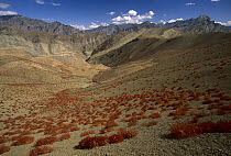Desert showing dried alpine plants, autumn, Ladakh, Himalayas, northwest India